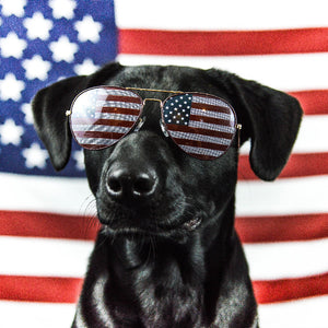 Why Your Pet Deserves Statement-Making Apparel