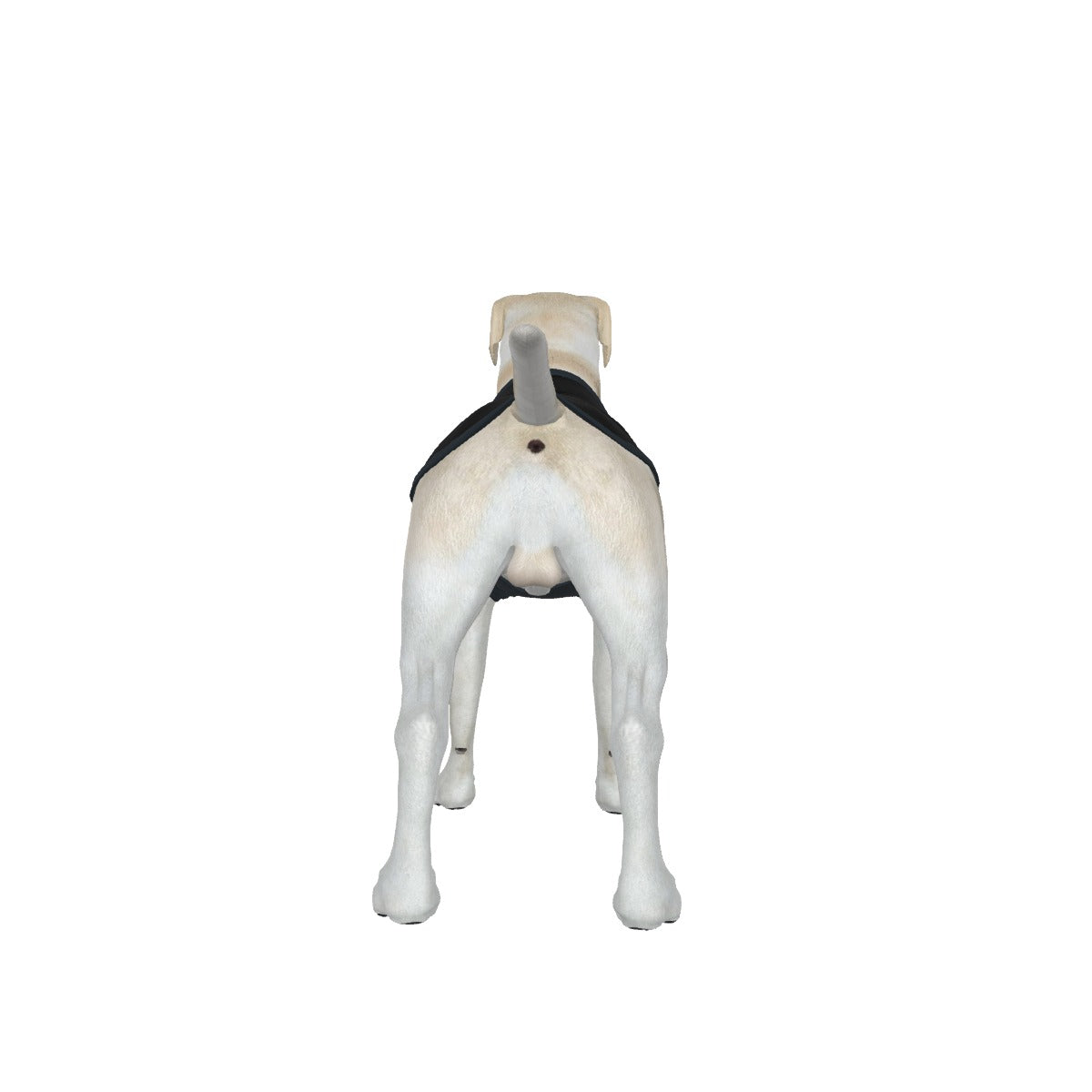 Frenchie-Black- My Owner Is Armed Medium Dog's Tank Top