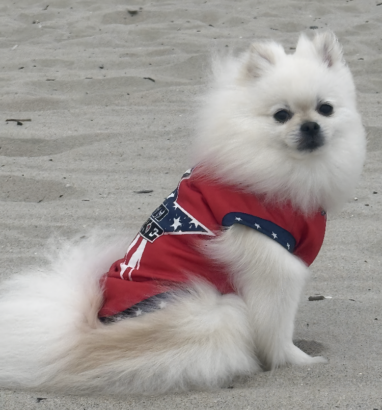 Anti Woke Star- Red- Small Dog's Tank Top